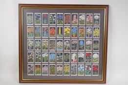 A framed set of Wills Cigarettes 'Flower Culture in Pots' collectors cards, mounted in a double