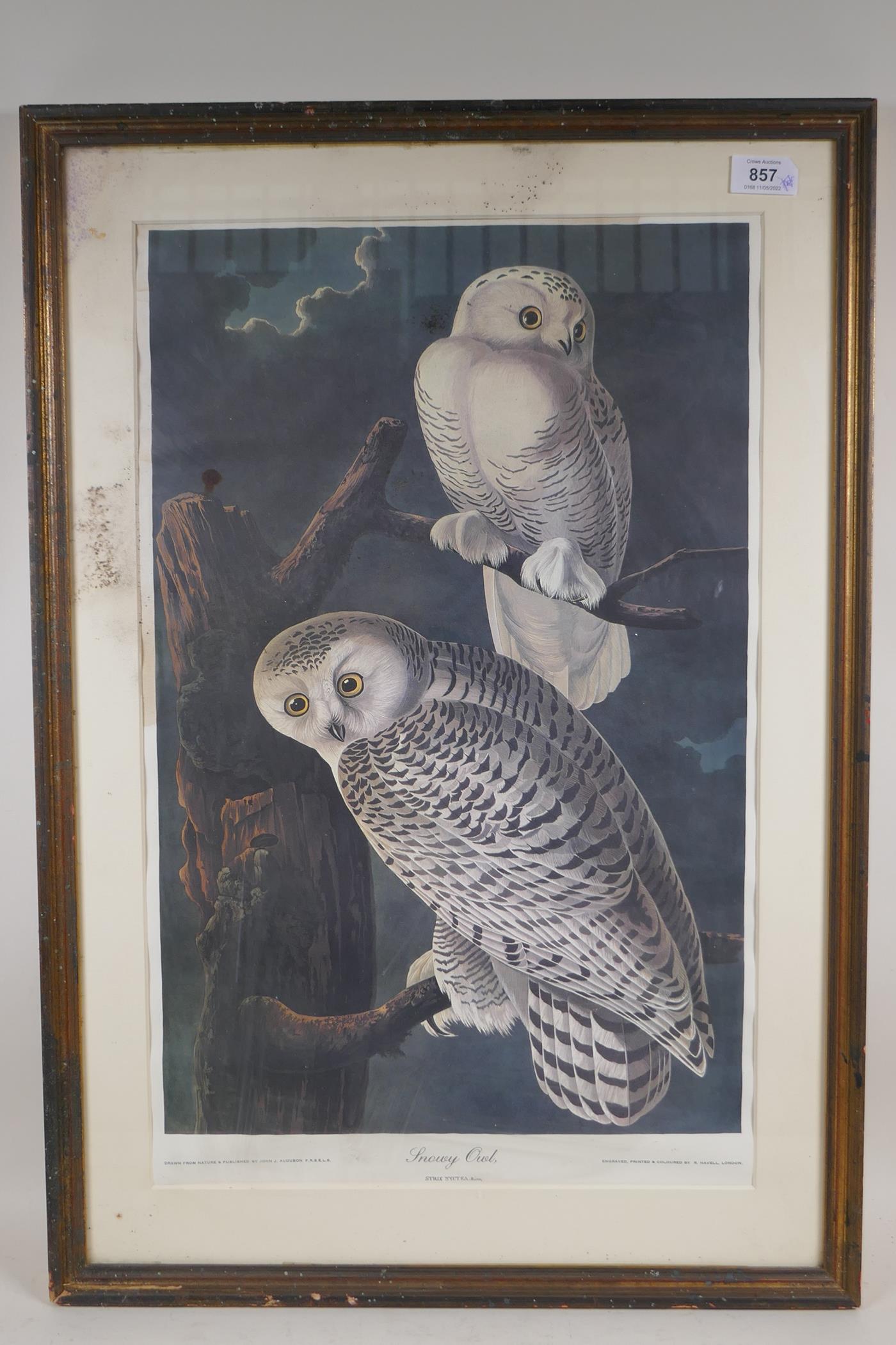 After John James Audubon, Snowy Owl, photolithograph, mid C20th, 14" x 22½" - Image 3 of 6