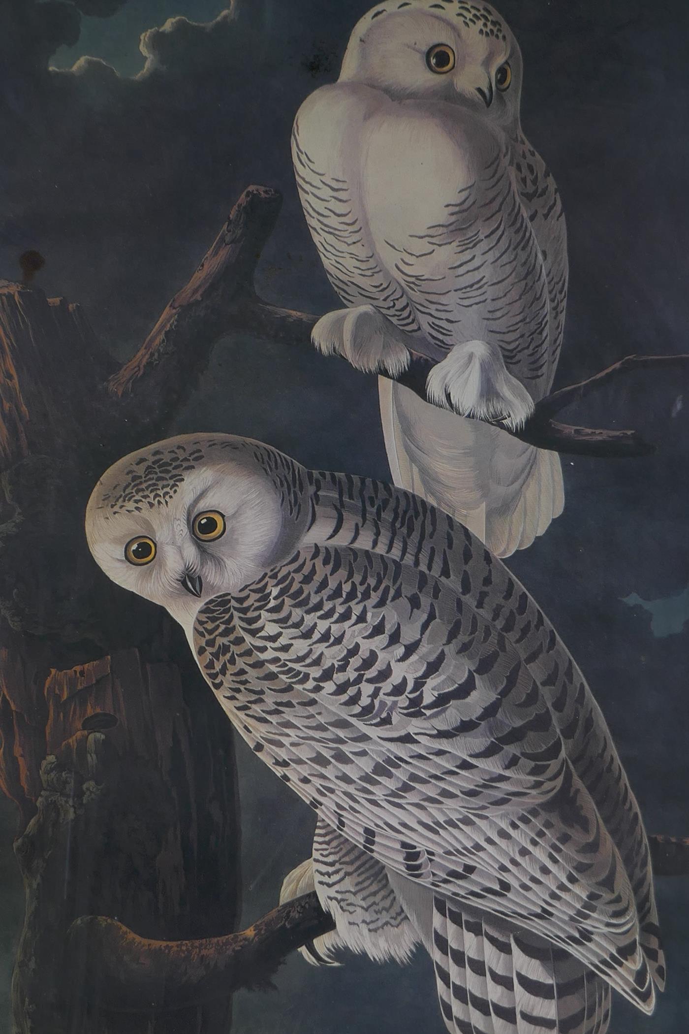 After John James Audubon, Snowy Owl, photolithograph, mid C20th, 14" x 22½"