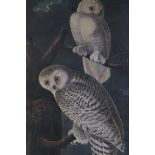 After John James Audubon, Snowy Owl, photolithograph, mid C20th, 14" x 22½"