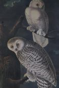 After John James Audubon, Snowy Owl, photolithograph, mid C20th, 14" x 22½"