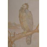 Study of a bird of prey, signed B. Smirnoff, unframed watercolour and pencil, 19½" x 13"