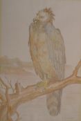 Study of a bird of prey, signed B. Smirnoff, unframed watercolour and pencil, 19½" x 13"