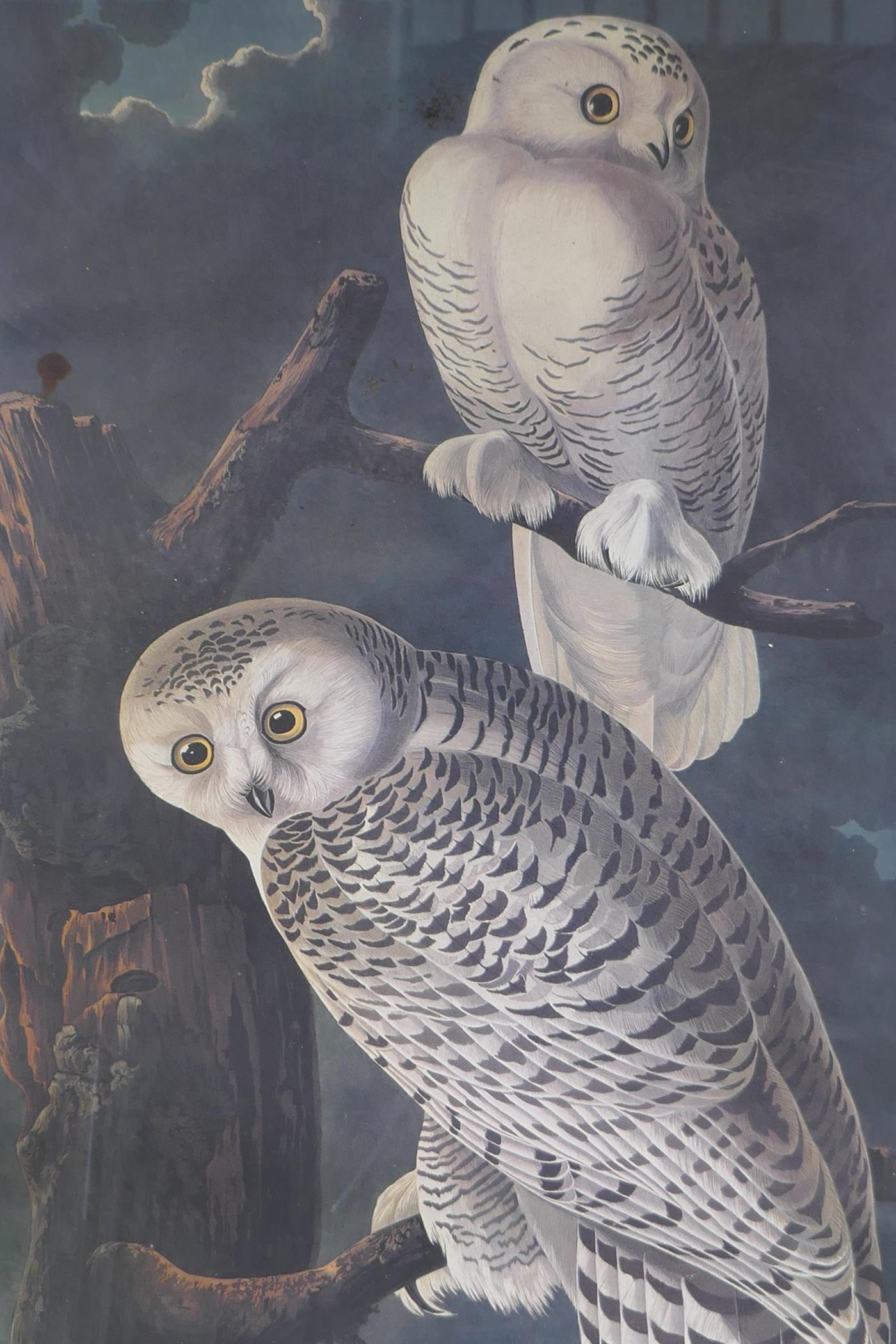 After John James Audubon, Snowy Owl, photolithograph, mid C20th, 14" x 22½" - Image 2 of 6