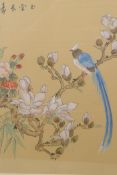 A Chinese watercolour of an exotic bird on a flowering branch, signed 10" x 12"