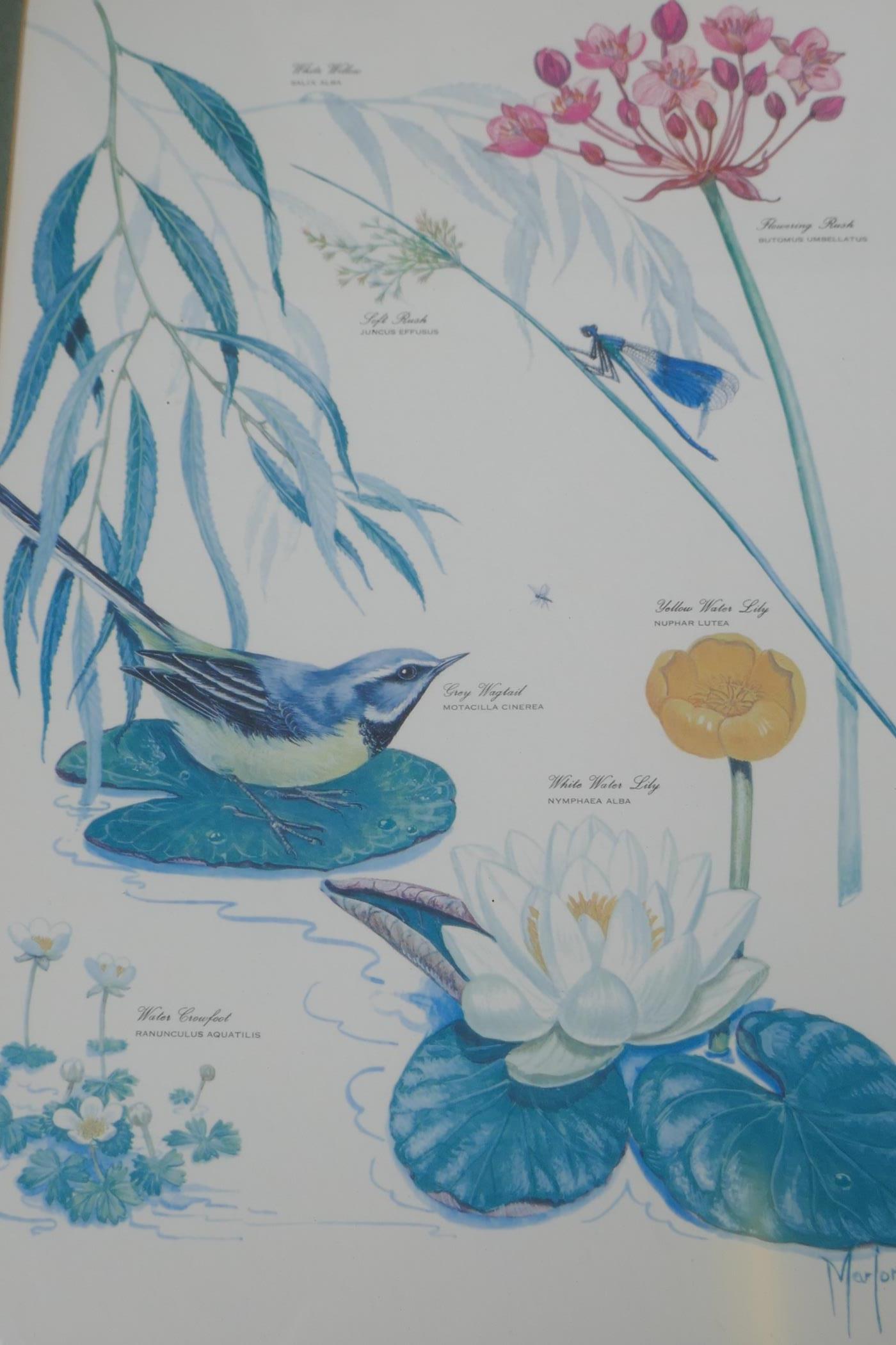 Marjorie Blamey, a set of four botanical prints, wild birds in their habitats, produced in memory of - Image 5 of 6