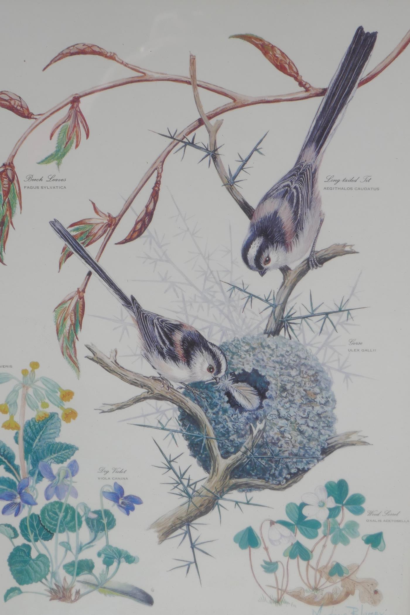 Marjorie Blamey, a set of four botanical prints, wild birds in their habitats, produced in memory of - Image 2 of 6