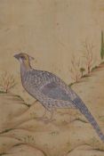 An Indian miniature painting of an asiatic pheasant, 11cm x 22cm