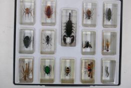 A collection of insect and arachnid specimens cast in clear resin, largest 11cm long