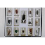 A collection of insect and arachnid specimens cast in clear resin, largest 11cm long