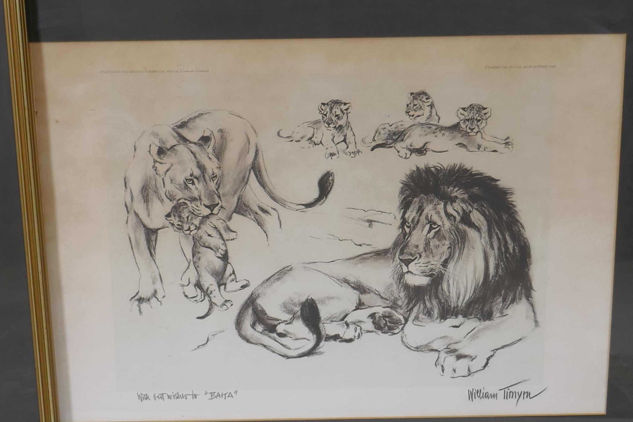 William Timym, two prints of lions and leopards, 66cm x 46cm - Image 2 of 6