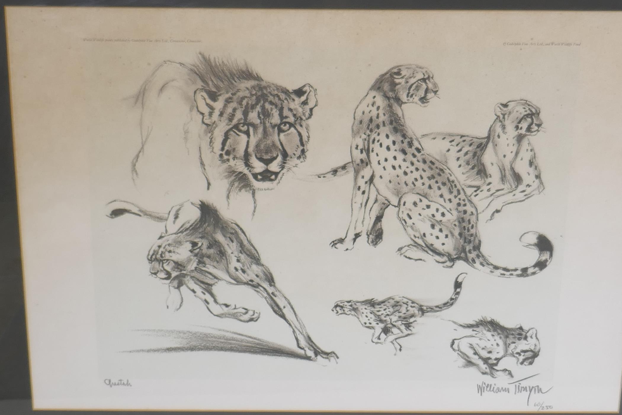 William Timym, two prints of lions and leopards, 66cm x 46cm - Image 3 of 6