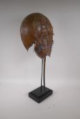 Natural History, a taxidermy horseshoe crab on a display stand, 67cm long, 31cm wide
