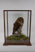 Natural History: a taxidermy barn owl in a display case, 39 x 29cms, 47cm high
