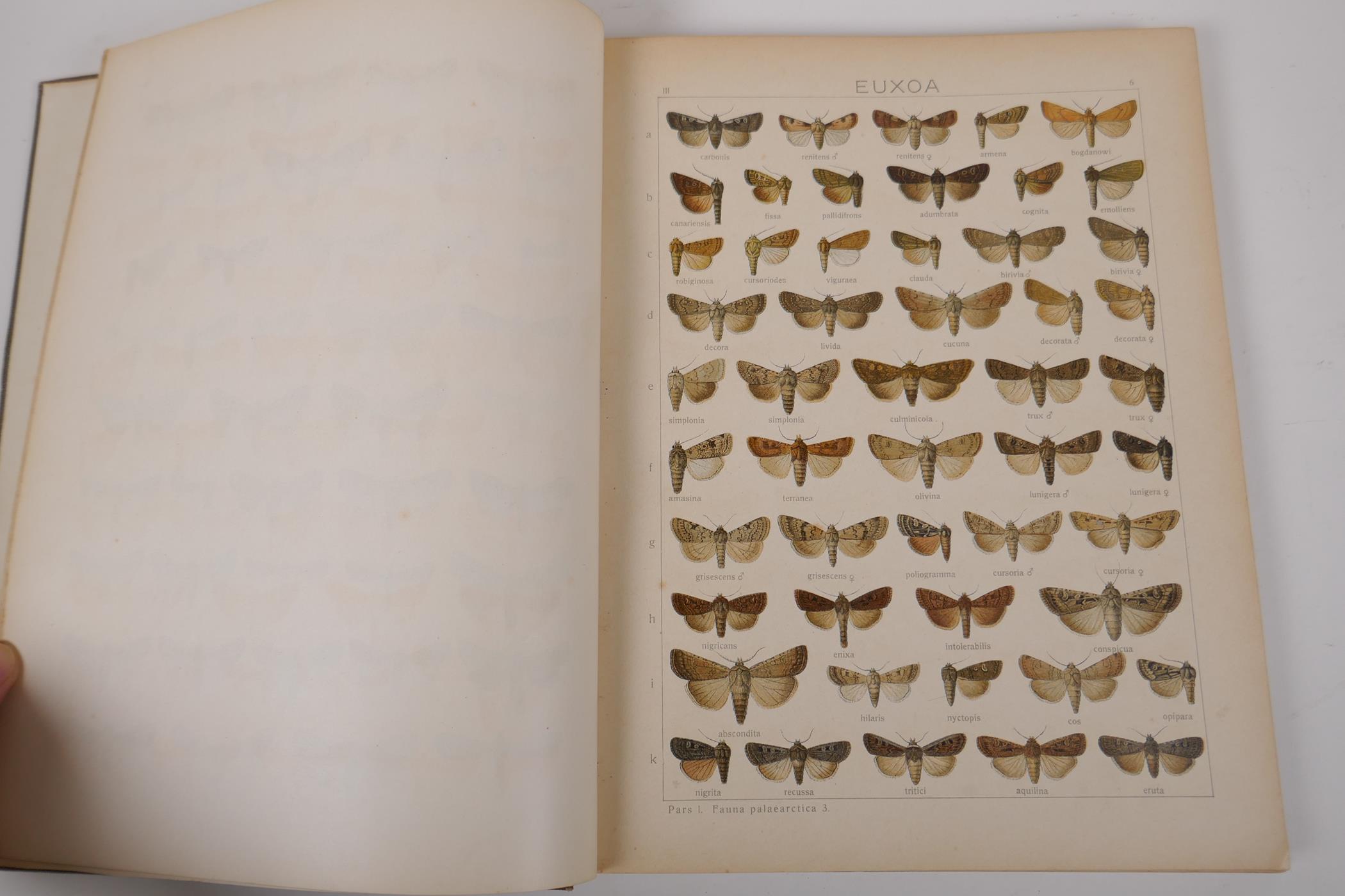 Dr Adalbert Seitz, The Macrolepidoptera of the World - The Macrolepidoptera of the Palearctic - Image 5 of 8