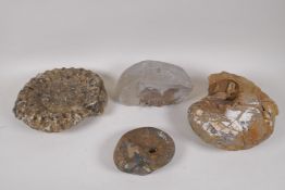 Four ammonite geological finds, largest 22 x 22cms