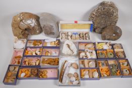 Natural History: a large collection of sea life samples and four ammonite fossil finds, largest 22cm