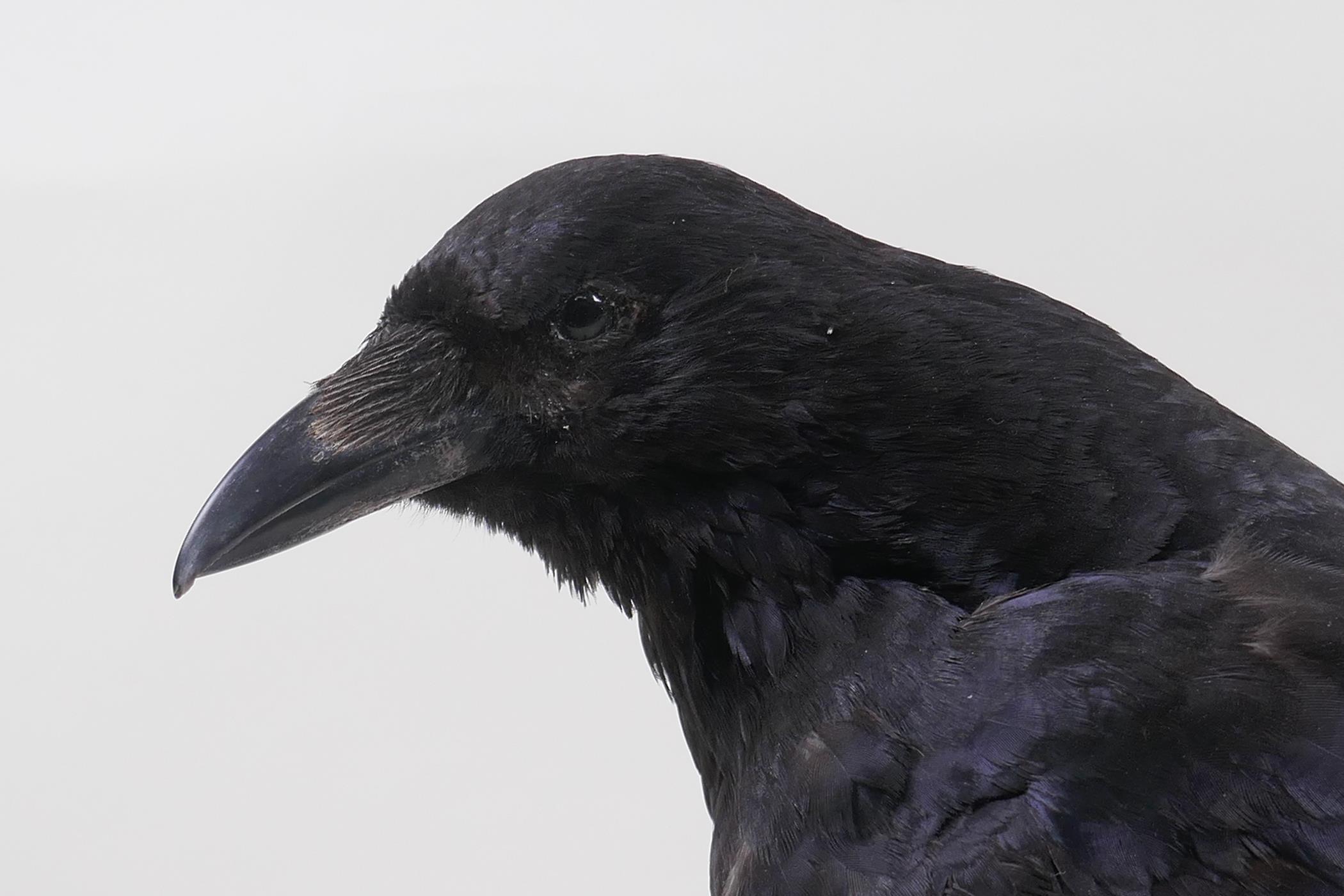 Natural History: a taxidermy crow, 29cm high - Image 3 of 6