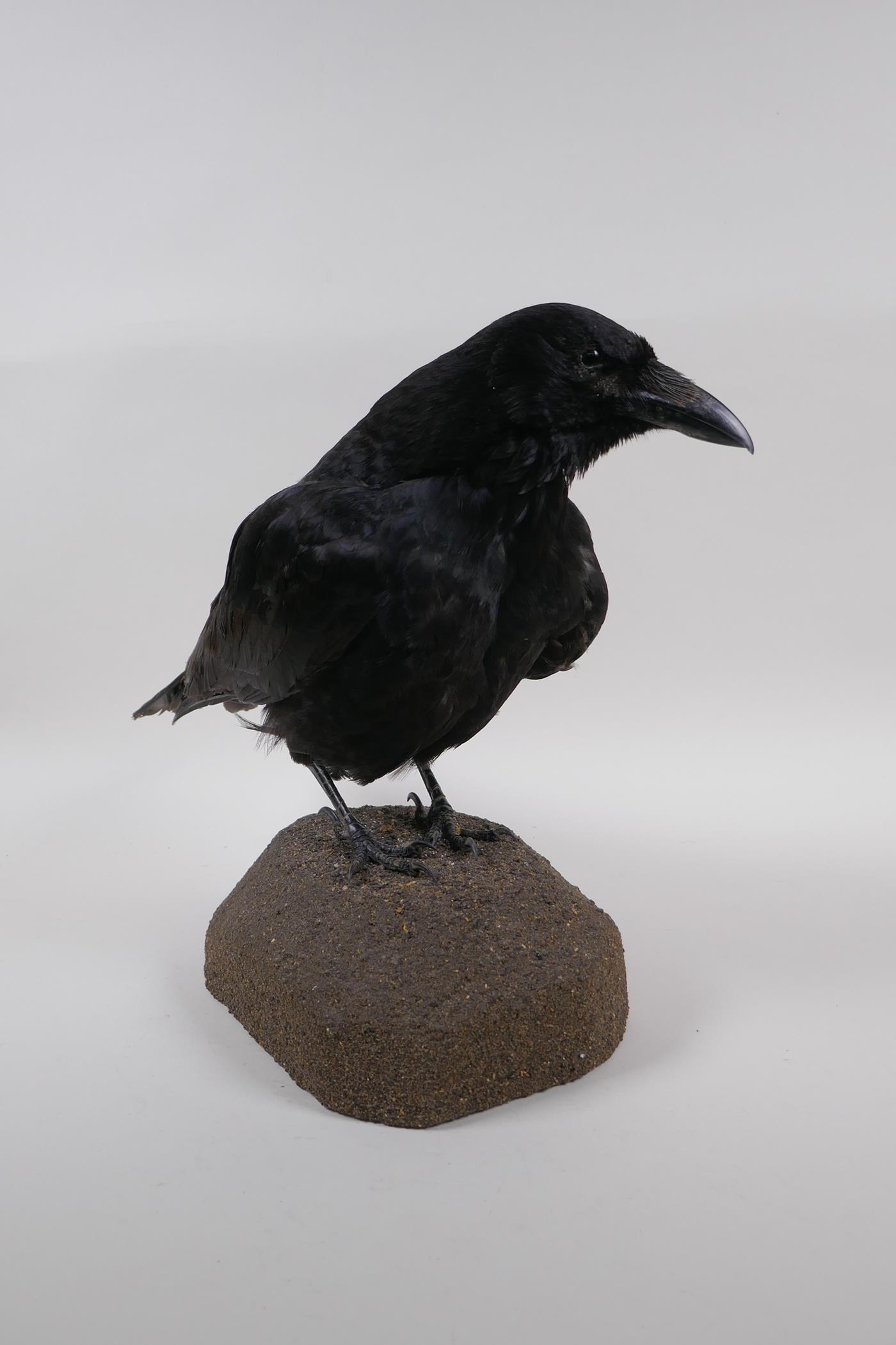 Natural History: a taxidermy crow, 29cm high - Image 5 of 6