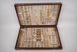 Natural History, an oak cased antique Lepidoptera (moth) collection, box 54cm x 33cm