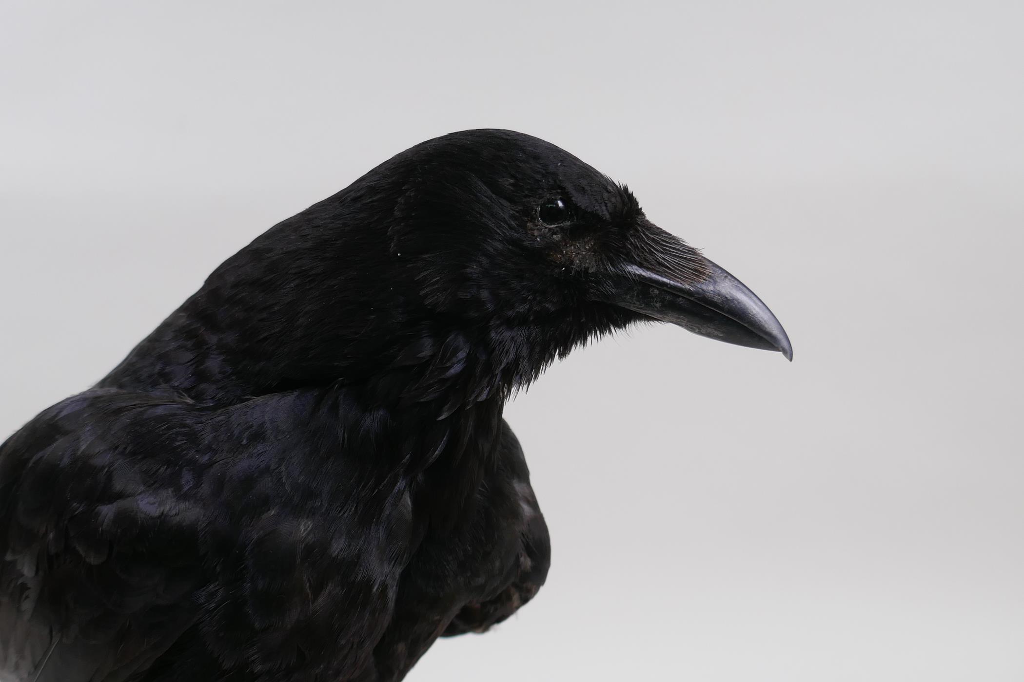 Natural History: a taxidermy crow, 29cm high - Image 6 of 6