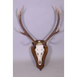 A mounted pair of twelve point elk antlers, approx 110cm high