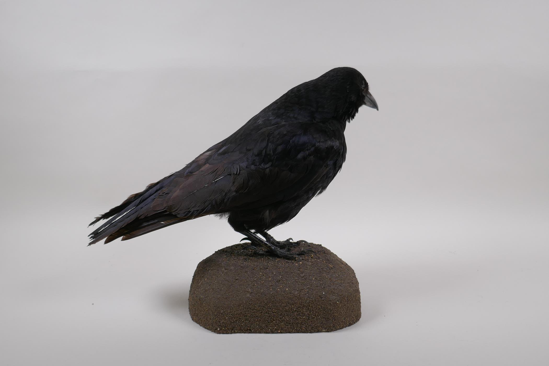 Natural History: a taxidermy crow, 29cm high - Image 4 of 6