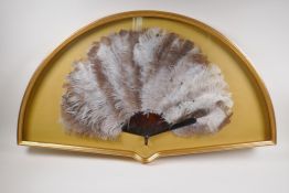 An antique ostrich feather and tortoiseshell fan in a bespoke gilt display case/frame, 100cm x 59cm