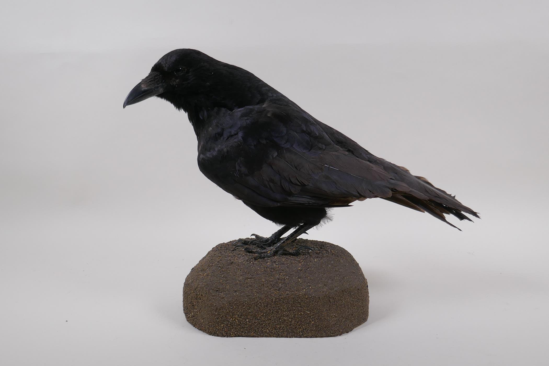 Natural History: a taxidermy crow, 29cm high - Image 2 of 6