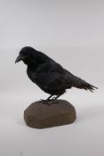 Natural History: a taxidermy crow, 29cm high