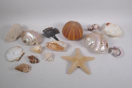 Natural History: a quantity of sea life finds including a carved conch shell