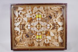 Natural History, a well framed and mounted taxidermy butterfly collection, 58 x 48cm