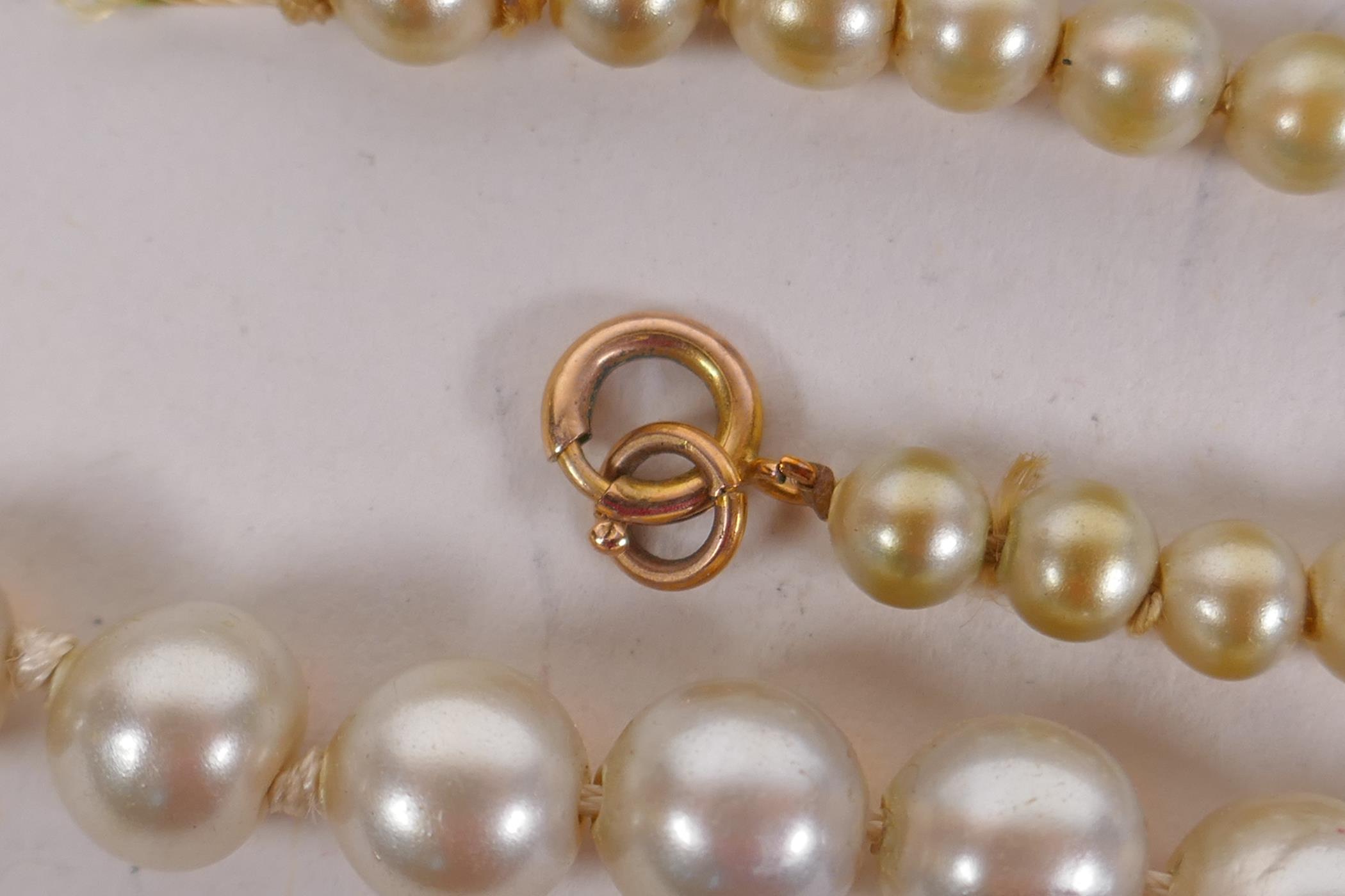 A string of graduated pearls with 9ct gold clasp, 50cm long - Image 2 of 3