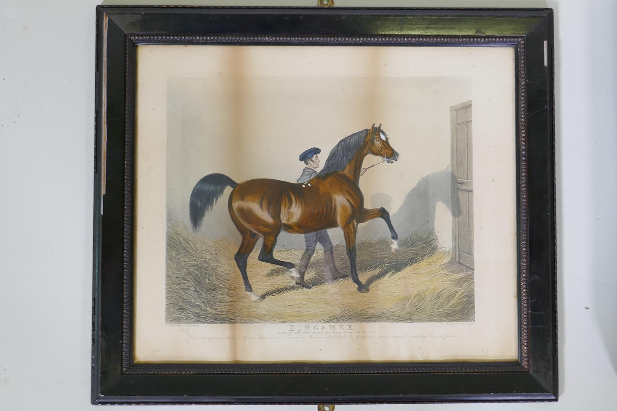 C19th hand coloured lithograph, gentleman with bay horse and gig, in a bird's eye maple frame, 38 - Image 4 of 7