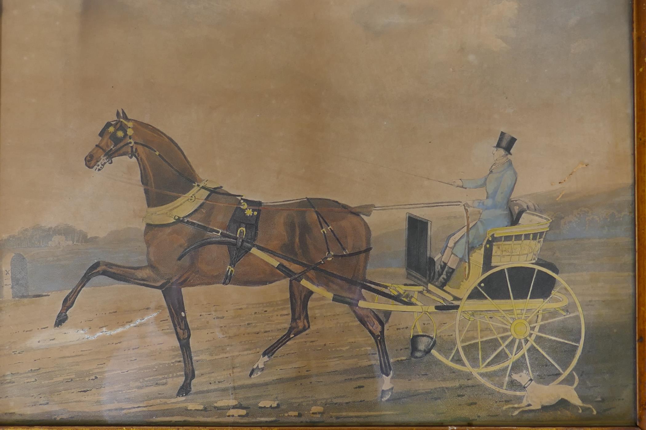 C19th hand coloured lithograph, gentleman with bay horse and gig, in a bird's eye maple frame, 38 - Image 2 of 7