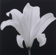 Hiroyuki Arakawa, (Japanese b. 1951), The Quiet Japanese Lily, 2006, photographic print, pencil