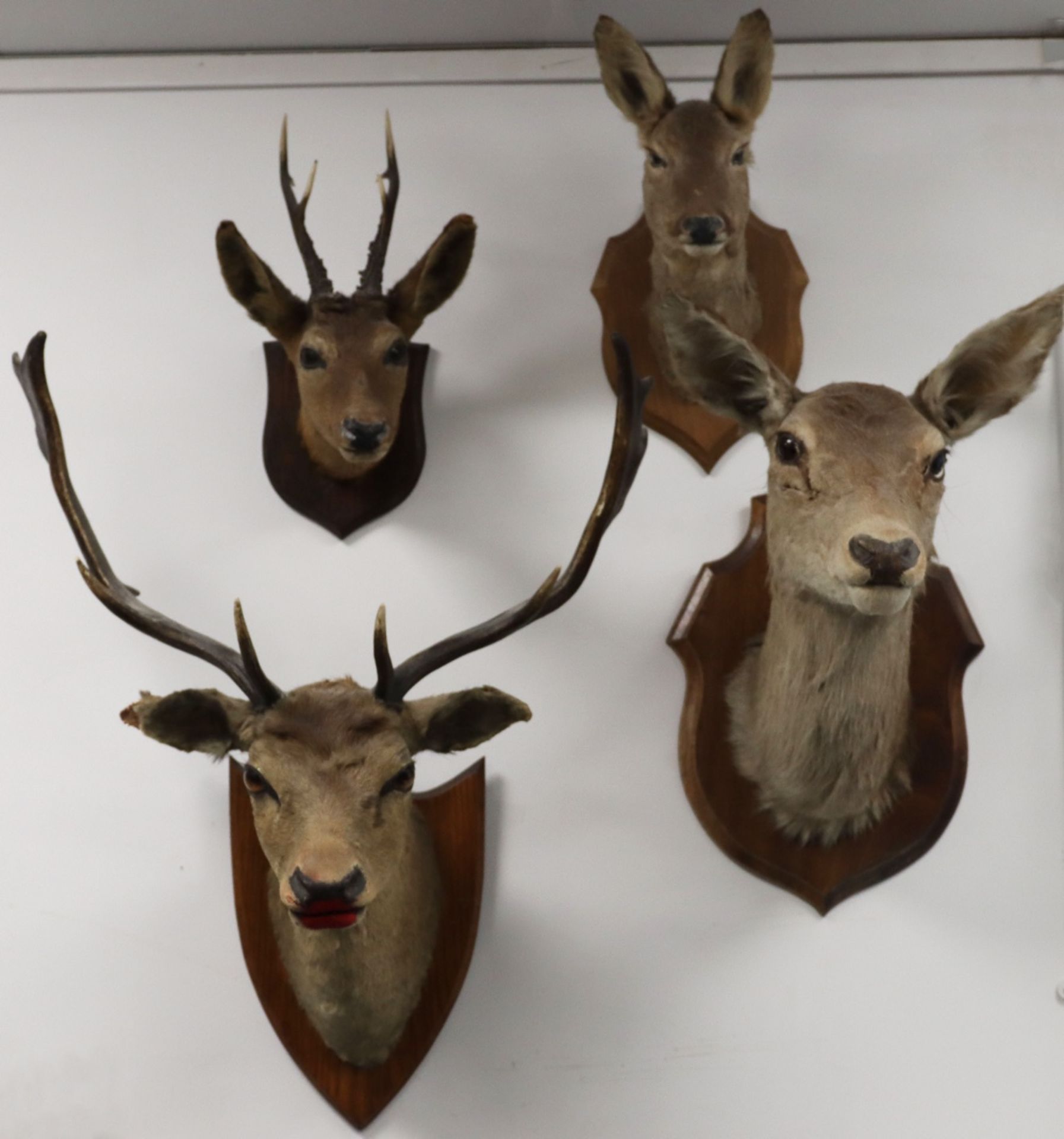 Four mounted deer heads, including Fallow, Red and Roe Deer, with two Doe heads