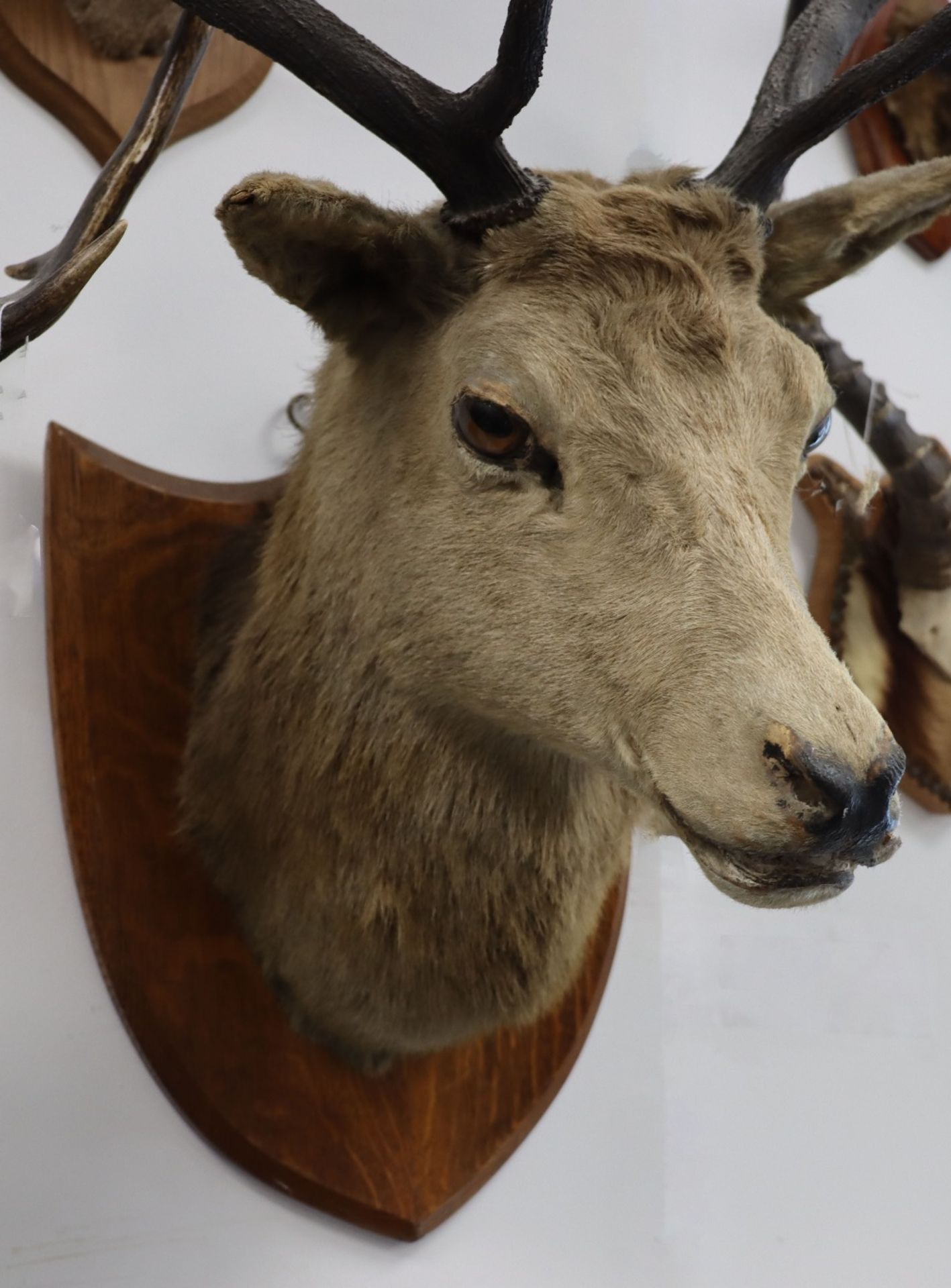 A large Red Deer mounted head and antlers - Image 2 of 3