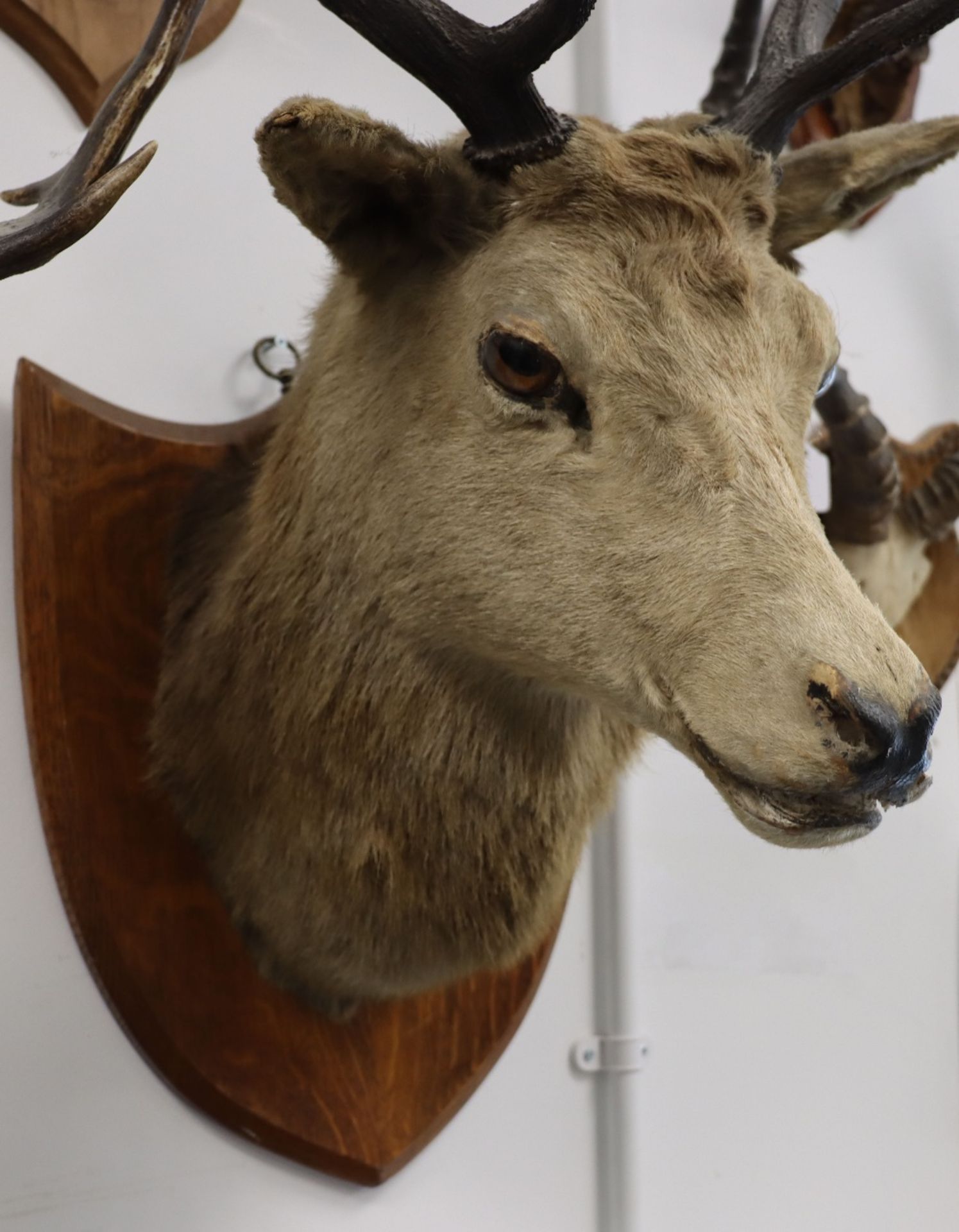 A large Red Deer mounted head and antlers