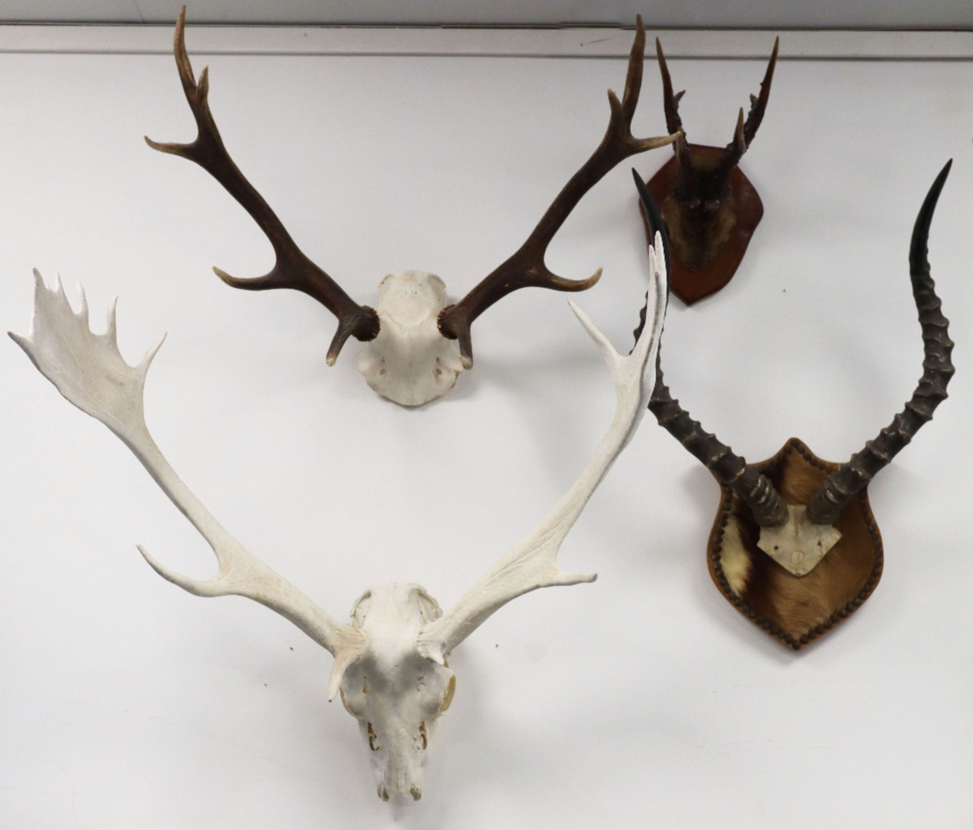 Four mounted antler/horns, including Impala, Fallow, Roe and Red Deer