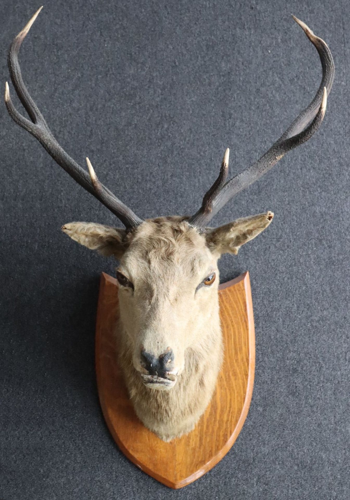 A large Red Deer mounted head and antlers - Image 3 of 3