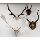 Four mounted antler/horns, including Impala, Fallow, Roe and Red Deer