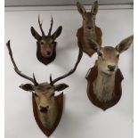 Four mounted deer heads, including Fallow, Red and Roe Deer, with two Doe heads