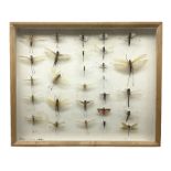 Entomology: Glazed entomology collector's drawer display of various Australian and African Locusts a