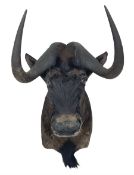 Taxidermy: Black Wildebeest (Connochaetes Gnou)