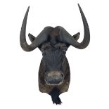 Taxidermy: Black Wildebeest (Connochaetes Gnou)