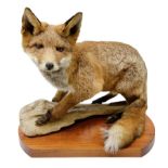 Taxidermy: Red Fox (Vulpes vulpes)