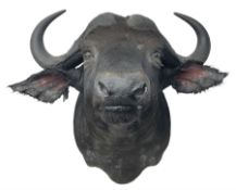 Taxidermy: African Cape Buffalo (Syncerus Caffer Caffer)