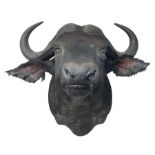 Taxidermy: African Cape Buffalo (Syncerus Caffer Caffer)