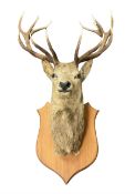 Taxidermy: Imperial Red Deer (Cervus elaphus)